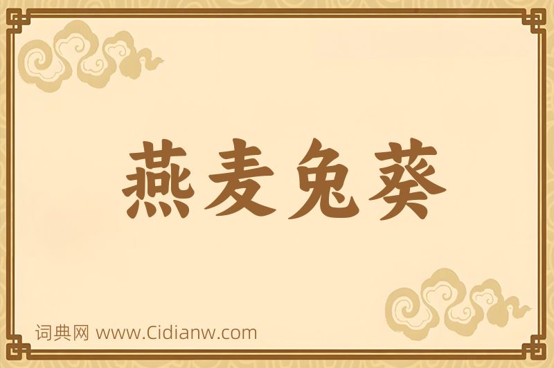 成语燕麦兔葵图片